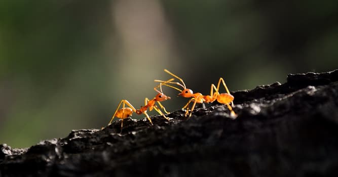 natura Pytanie-Ciekawostka: Co z tego jest gatunkiem mrówek praktykujących niewolnictwo?