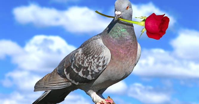 why-do-pigeons-bob-while-walking-trivia-questions-quizzclub