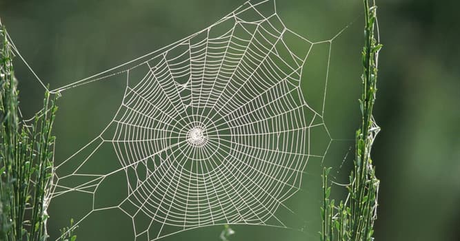 Natur Wissensfrage: Woraus besteht ein Spinnennetz?