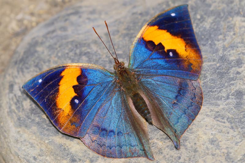 Naturaleza Pregunta Trivia: ¿A qué se parece la mariposa Kallima inachus cuando tiene sus alas cerradas?