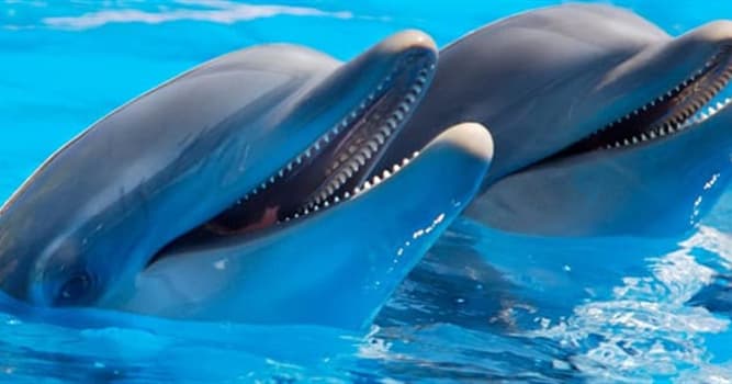 Naturaleza Pregunta Trivia: ¿Cuánto dura el embarazo de un delfín aproximadamente?