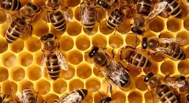 Naturaleza Pregunta Trivia: ¿Cómo hacen las abejas para comunicarse entre ellas?