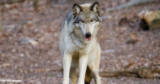 Películas Pregunta Trivia: ¿Cómo se llama el lobo de la película "Bailando con lobos"?