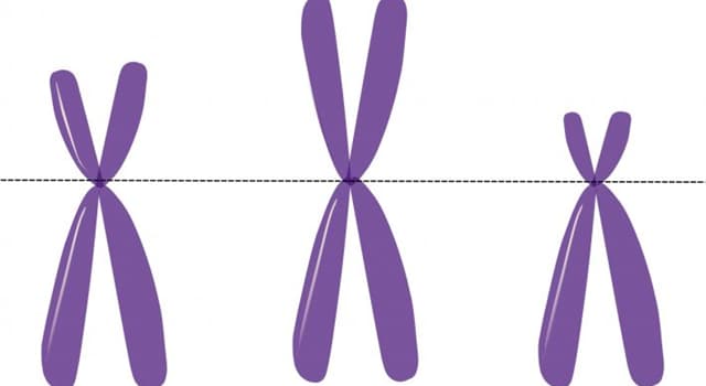 Сiencia Pregunta Trivia: ¿Cómo se llama la parte terminal de los cromosomas?