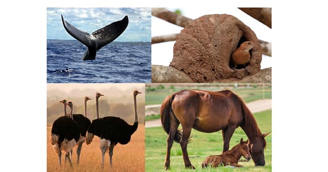 Naturaleza Pregunta Trivia: ¿Cuál es el animal nacional de Argentina?