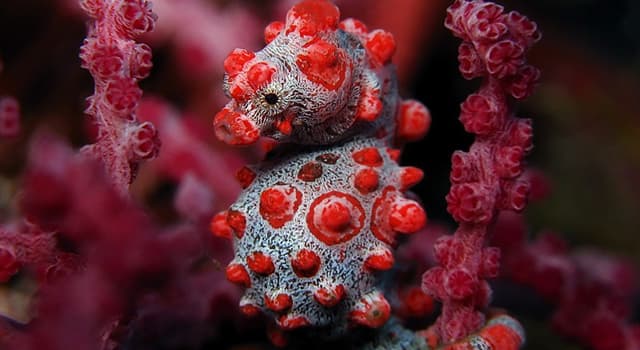 Naturaleza Pregunta Trivia: ¿Cuánto mide el "Caballito de mar pigmeo"?