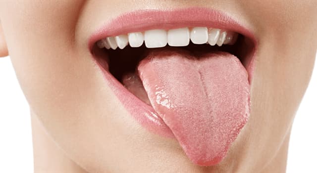 Сiencia Pregunta Trivia: ¿Cuántos músculos tiene la lengua?