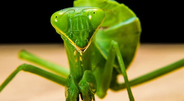 Naturaleza Pregunta Trivia: ¿Cuántos ojos tiene la "Mantis religiosa"?