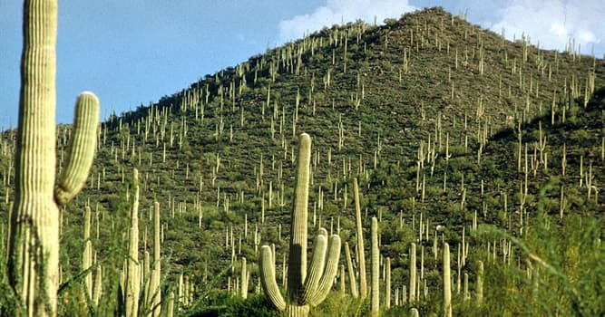 Naturaleza Pregunta Trivia: ¿De qué desierto es endémico el saguaro?