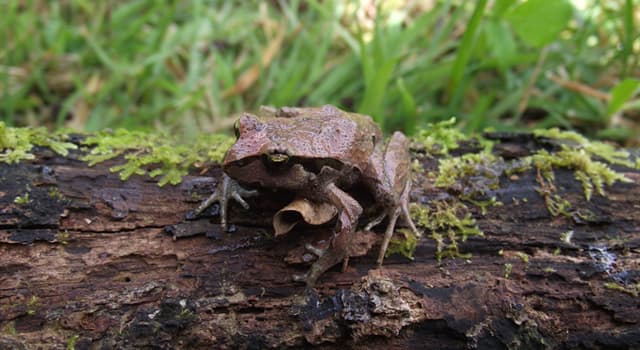 Naturaleza Pregunta Trivia: ¿De qué país es endémica la rana de hojarasca "Haddadus binotatus"?