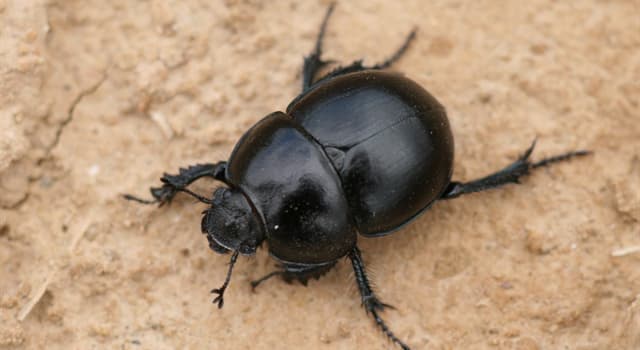 Naturaleza Pregunta Trivia: ¿De qué se alimenta el escarabajo pelotero?