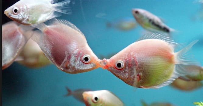 Naturaleza Pregunta Trivia: ¿En qué países habita el pez llamado "gurami besador"?