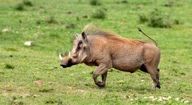 History Trivia Question: How many years ago were the first pigs domesticated?