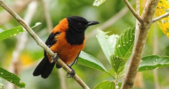 Nature Question: Le Pitohui bicolore est une espèce de passereaux. Quelle est son étonnante particularité ?