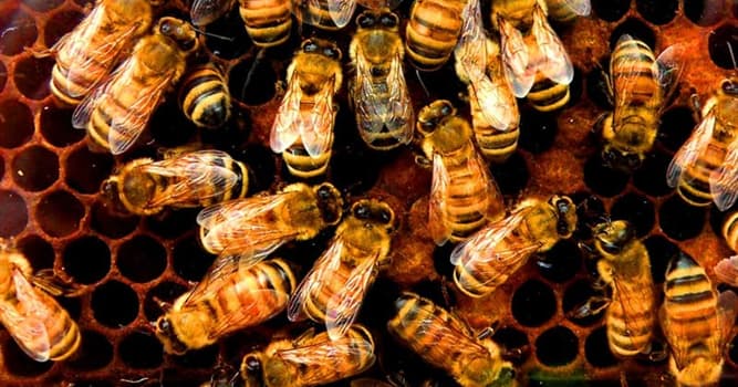 Natura Domande: Qual è il nome utilizzato per il maschio dell'ape?