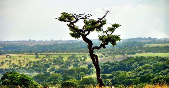 Geografia Pergunta Trivial: Qual é o clima predominante no cerrado?