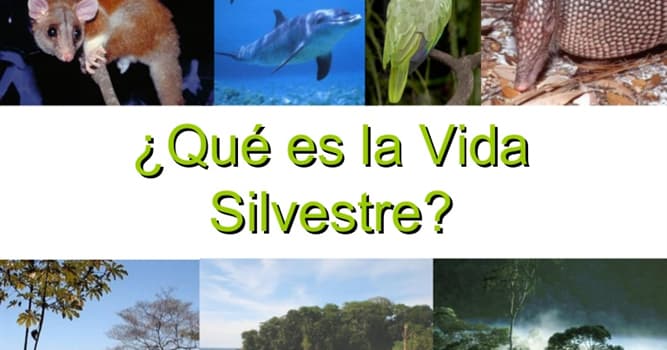Naturaleza Pregunta Trivia: ¿Qué animal es el símbolo de la "Fundación Vida Silvestre Argentina"?