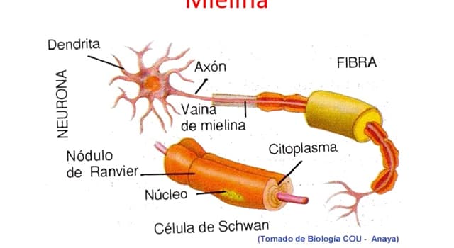 Сiencia Pregunta Trivia: ¿Qué es la mielina?