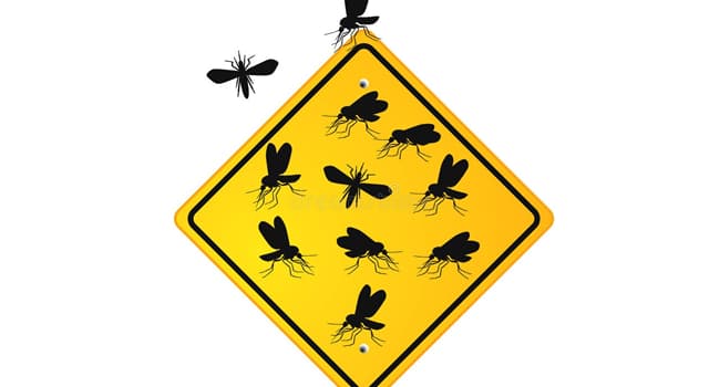 Сiencia Pregunta Trivia: ¿Qué insecto es el principal transmisor de leishmaniasis y de la bartonelosis?
