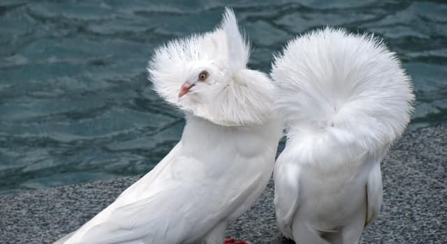 Naturaleza Pregunta Trivia: ¿Qué paloma se caracteriza por las largas plumas que le sobresalen de la cabeza en forma de capucha?