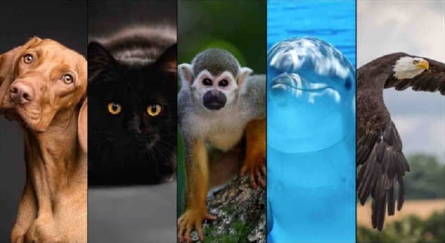 Naturaleza Pregunta Trivia: ¿Qué rama de la biología estudia a los animales?