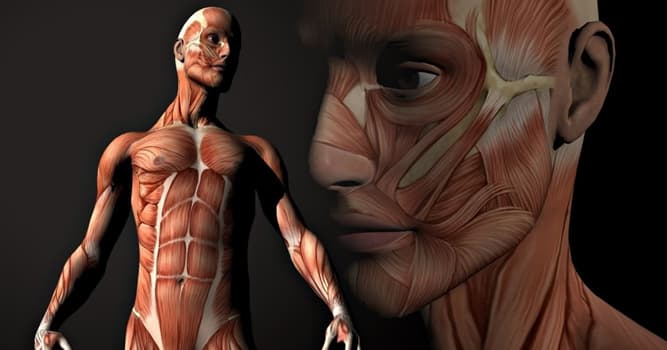 Wissenschaft Wissensfrage: Welche Muskeln sind die stärksten im menschlichen Körper?