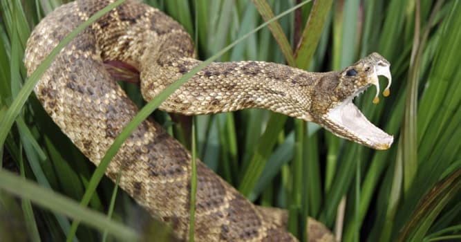 natura Pytanie-Ciekawostka: Jak nazywa się jadowity wąż pochodzący z Japonii?