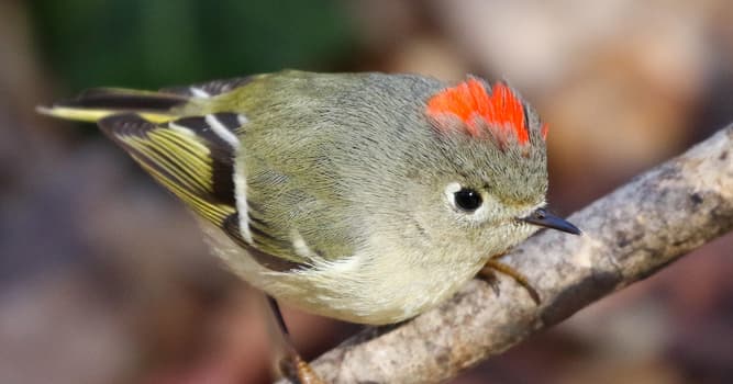 natura Pytanie-Ciekawostka: Jak nazywa się ten śpiewający ptaszek?