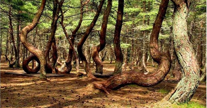 Geography Trivia Question: Where is the "Dancing Forest" located?