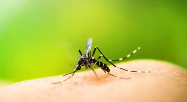 Nature Trivia Question: Which blood type are mosquitoes most fond of?