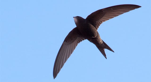 Natuur Trivia Vraag: Welke vogel kan 10 maanden in de lucht blijven?