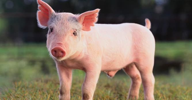 Nature Trivia Question: Which is the only pig species that has adapted to grazing and savanna habitats?