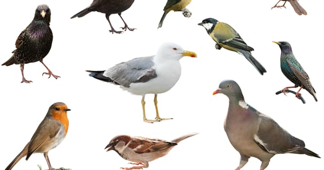 Natuur Trivia Vraag: Welke van de genoemde vogels heeft de meeste veren?