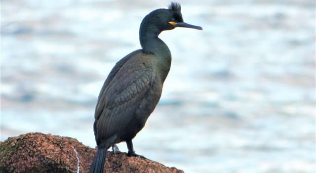 Naturaleza Pregunta Trivia: ¿Cómo se llama el cuervo marino?