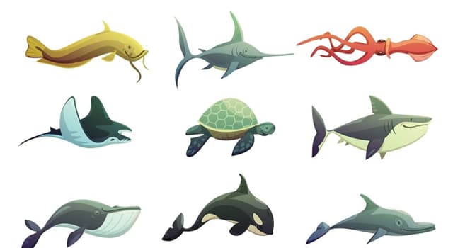 Naturaleza Pregunta Trivia: ¿Cuál de los siguientes animales marinos puede tener un aguijón?
