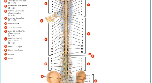 Сiencia Pregunta Trivia: ¿Cuál es la principal función de los nervios espinales?