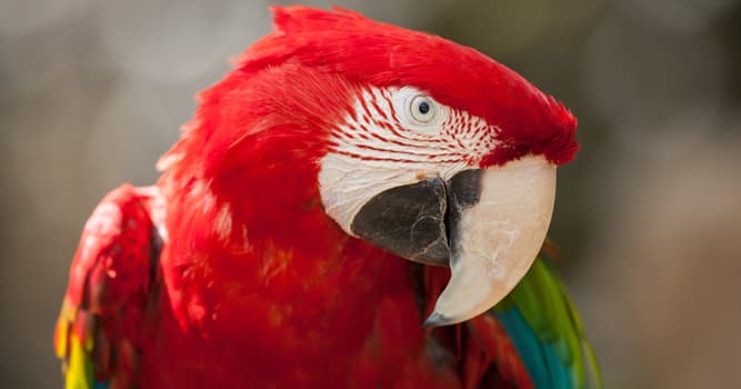 Natuur Trivia Vraag: Waarom heeft een papegaai een sterke snavel?