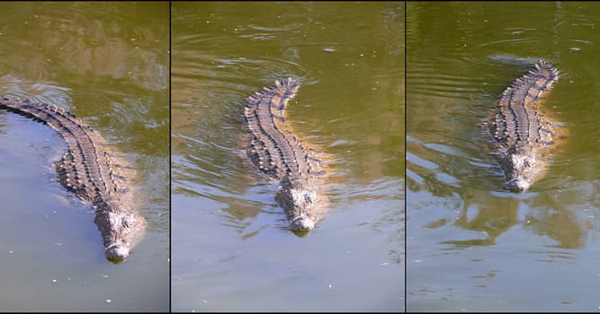 Natuur Trivia Vraag: Hoe lang kan de Nijlkrokodil, als die volledig inactief blijft, zijn adem onder water inhouden?