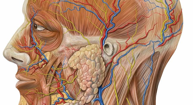 Wetenschap Trivia Vraag: Welke van deze is de tak van biologie die zich bezighoudt met de studie van de structuur van organismen?