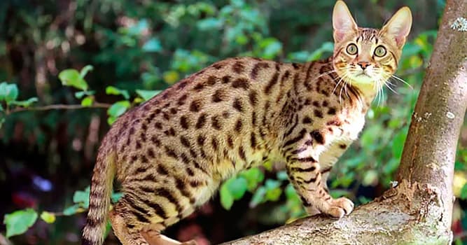 Naturaleza Pregunta Trivia: ¿Qué raza de gatos comparte su nombre con el famoso parque nacional de Tanzania?