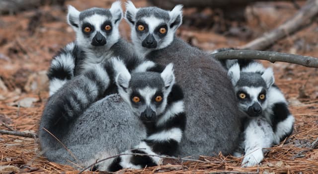 Aardrijkskunde Trivia Vraag: Lemuren komen in het wild op welk eiland voor?