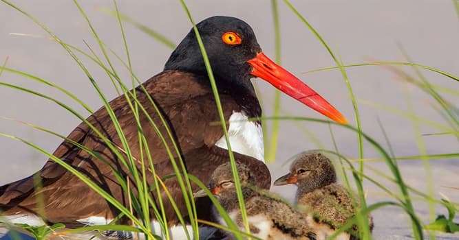 natura Pytanie-Ciekawostka: W jakim wieku zaczyna się rozmnażać ostrygojad?