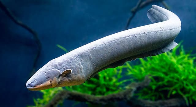 Cultura Pregunta Trivia: ¿Qué filósofo griego estudió la reproducción de las anguilas?
