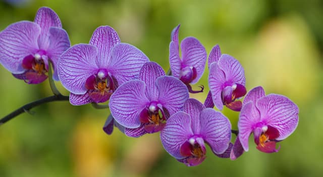 Naturaleza Pregunta Trivia: ¿Qué país fue el primero en cultivar orquídeas?
