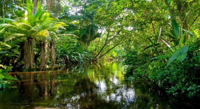 Naturaleza Pregunta Trivia: La selva amazónica experimentó más de 80.000 incendios forestales en 2019. ¿Por qué?