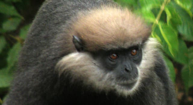 Natuur Trivia Vraag: Waar komt de langoer met de paarse kop alleen maar voor?