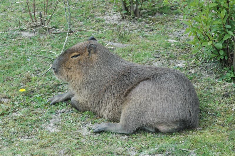 Nature Question: Quels animaux parmi ceux-ci vivent en groupes de 6 à 20 individus ?