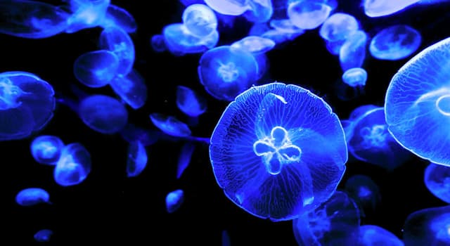 Nature Trivia Question: What is the largest known jellyfish species?
