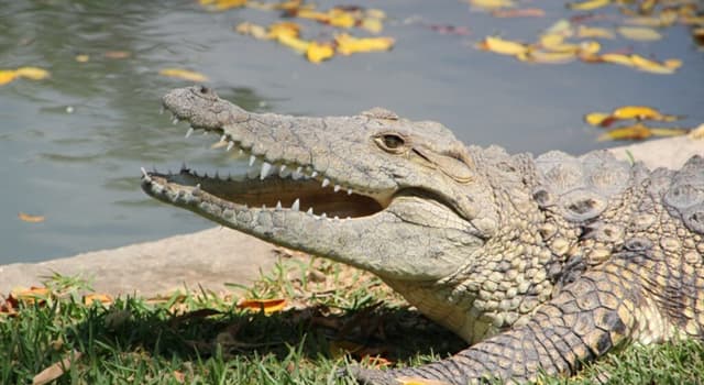 Natuur Trivia Vraag: Wat is het grootste levende reptiel en het meest agressieve van alle krokodillen?