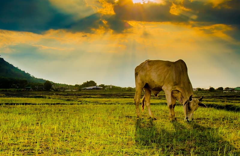 Natuur Trivia Vraag: Welk dier is de grootste herkauwer ter wereld?